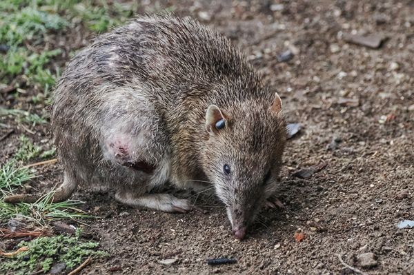 Kortneusbuideldas op Maria Island, Tasmanië, Australië